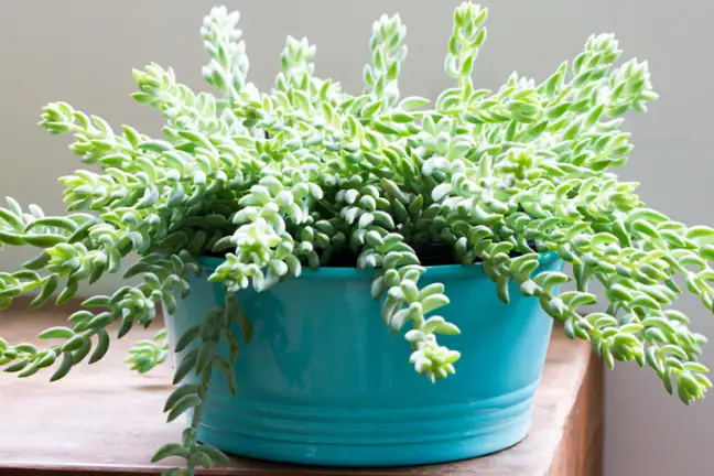 how to grow donkeys tail 2