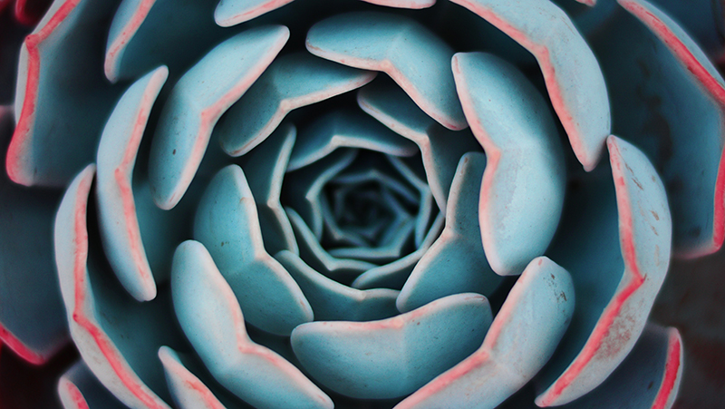 how to grow echeveria 2