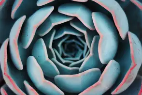 how to grow echeveria 2