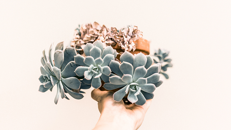 how to grow echeveria 4