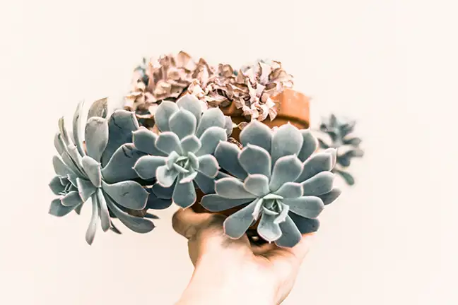 how to grow echeveria 4