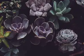 how to grow echeveria 3