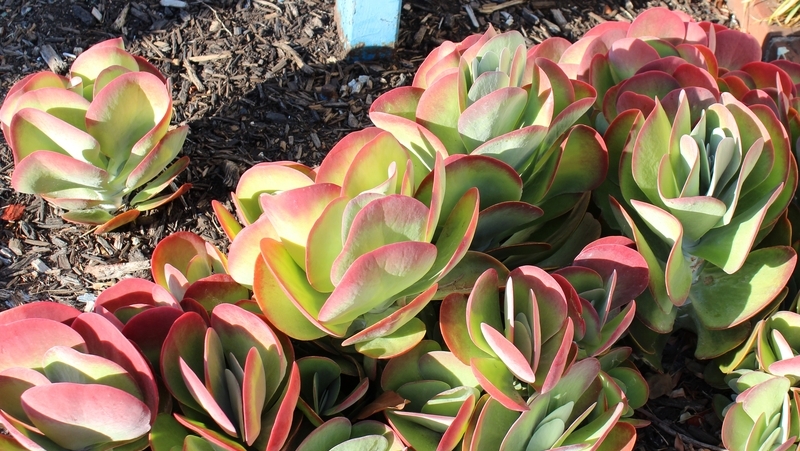 how to grow flapjacks 3