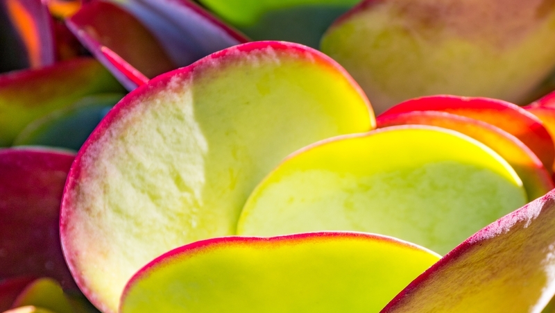 how to grow flapjacks 2