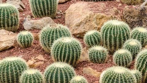 How to Grow Golden Barrel Cactus