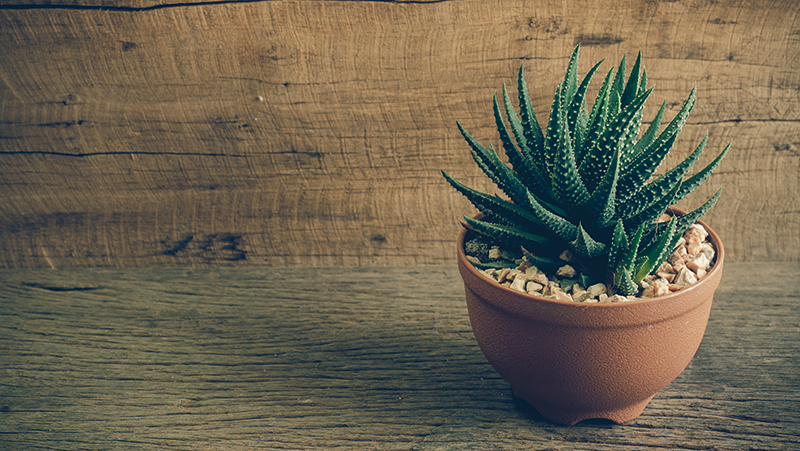 how to grow haworthia 4