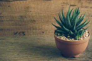 how to grow haworthia 4