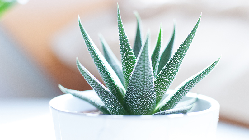 how to grow haworthia 2