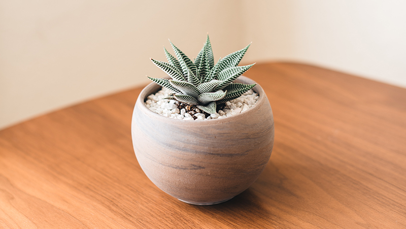 how to grow haworthia 5