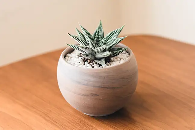 how to grow haworthia 5