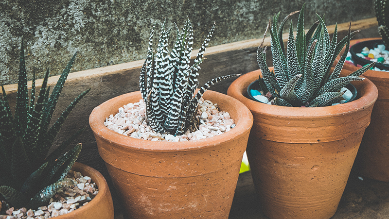 how to grow haworthia 3