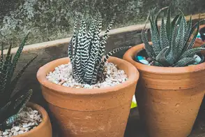 how to grow haworthia 3