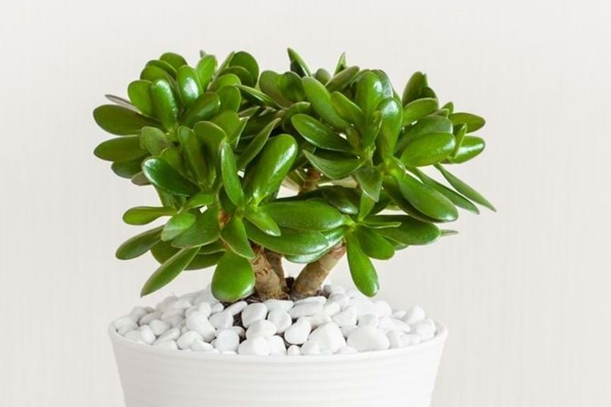 How to Grow Jade
