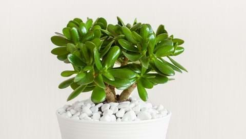 How to Grow Jade