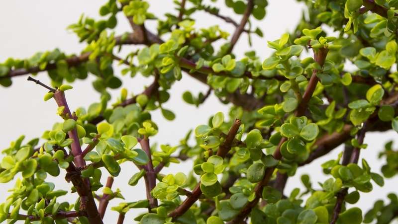 Jade plant (Crassula ovata)