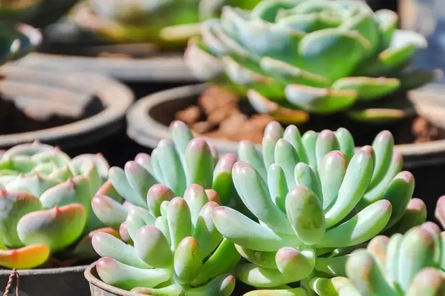 how to grow jelly beans 2