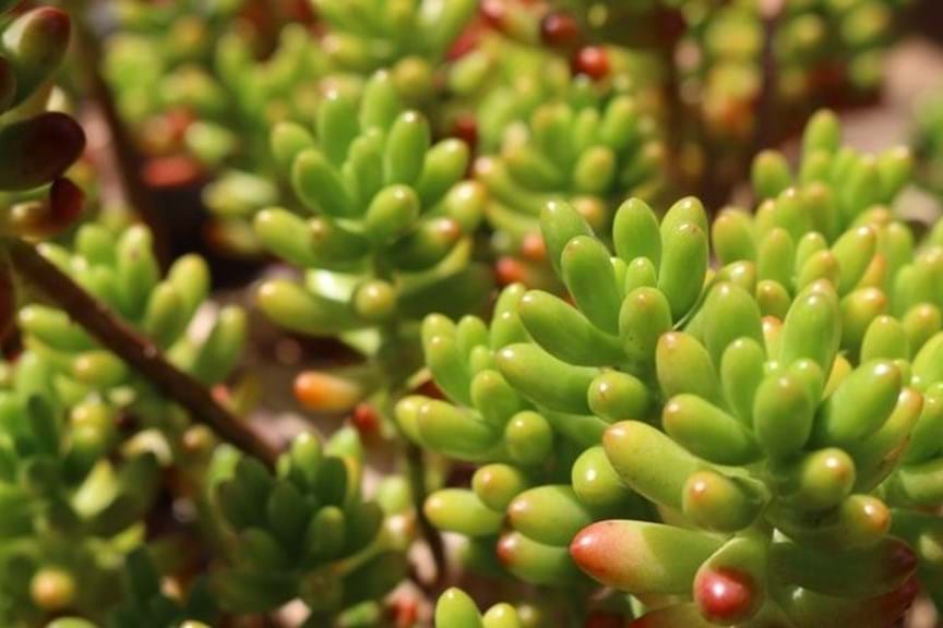How to Grow Jelly Beans