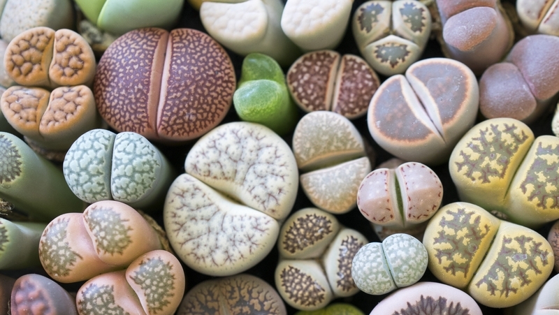 how to grow lithops 3