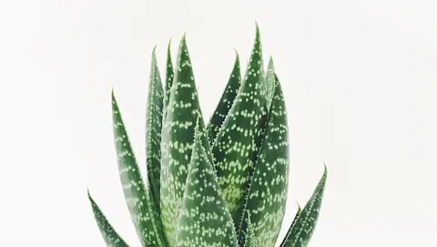 How to Grow Aloe Vera