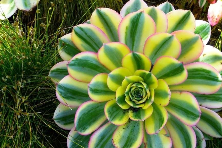 How to Grow Aeonium