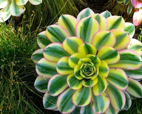 How to Grow Aeonium