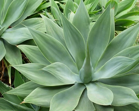 How to Grow Agave