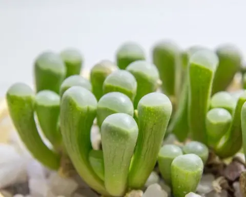 How to Grow Babies Toes