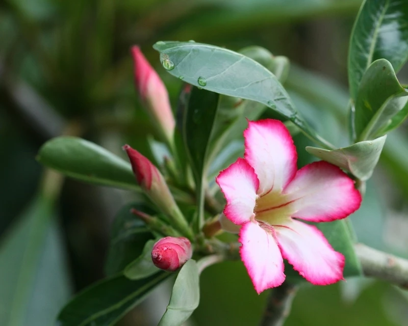 Desert shop rose plant