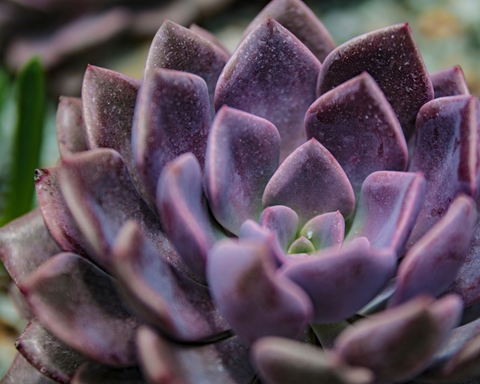 How to Grow Echeveria