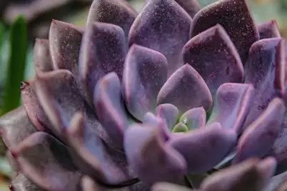 Echeveria