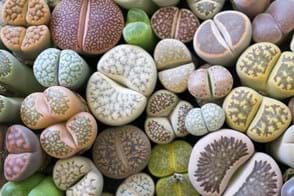 How to Grow Lithops