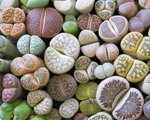 How to Grow Lithops