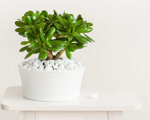 How to Grow Crassula