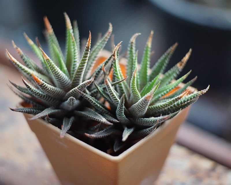 Haworthia