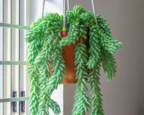 How to Grow Donkey's Tail