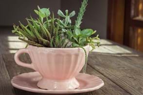 How to create a tea cup garden