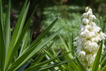 Yucca