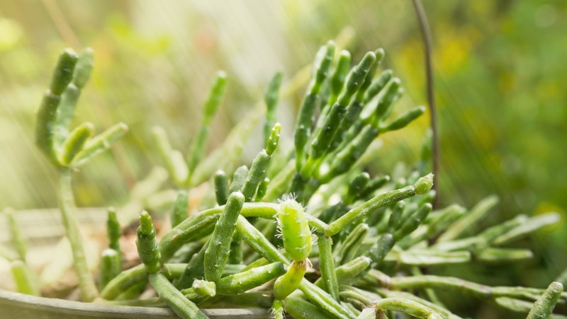 how to grow rhipsalis 3