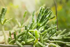 how to grow rhipsalis 3