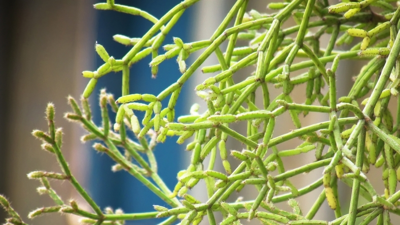 how to grow rhipsalis 2