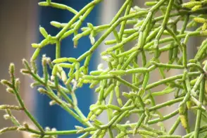 how to grow rhipsalis 2