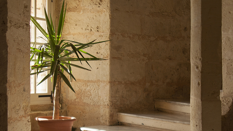 how to grow yuccas 3