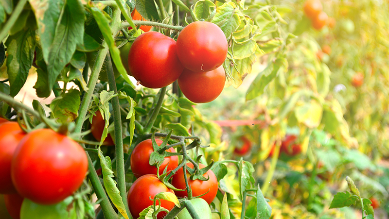 how to grow tomatoes 3 (1)
