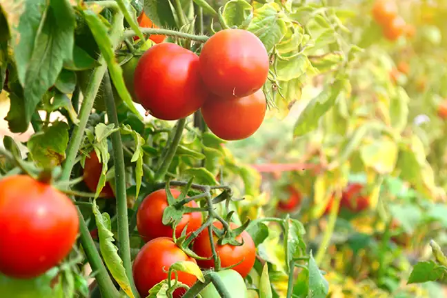 how to grow tomatoes 3 (1)