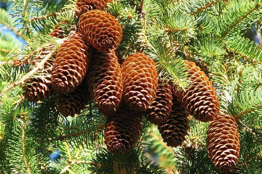 How to Grow Abies