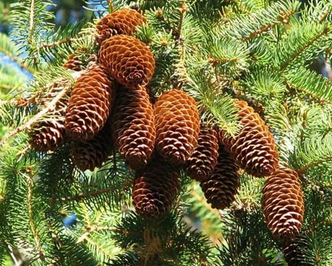 How to Grow Abies