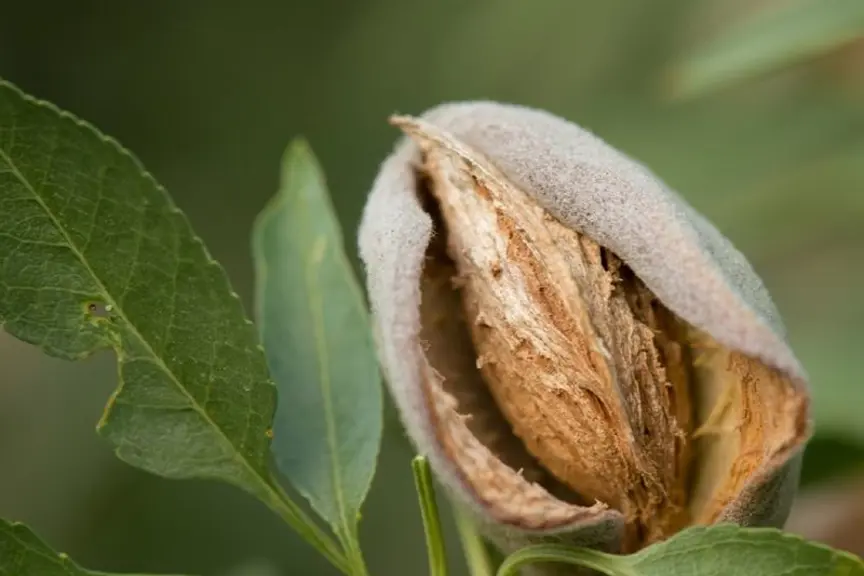 Nut Trees | Yates Gardening