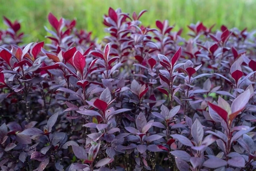 How to Grow Alternanthera