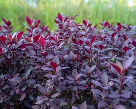 How to Grow Alternanthera