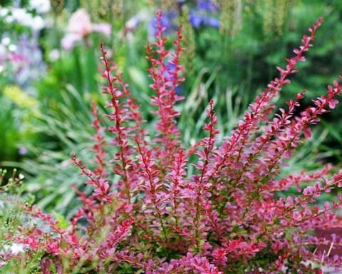 How to Grow Berberis